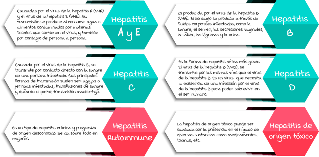 Hígado, principal órgano afectado por la hepatitis