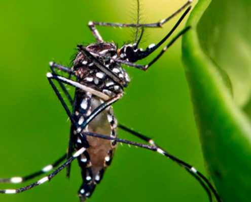 Conocer para prevenir: virus Zika