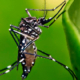Conocer para prevenir: virus Zika