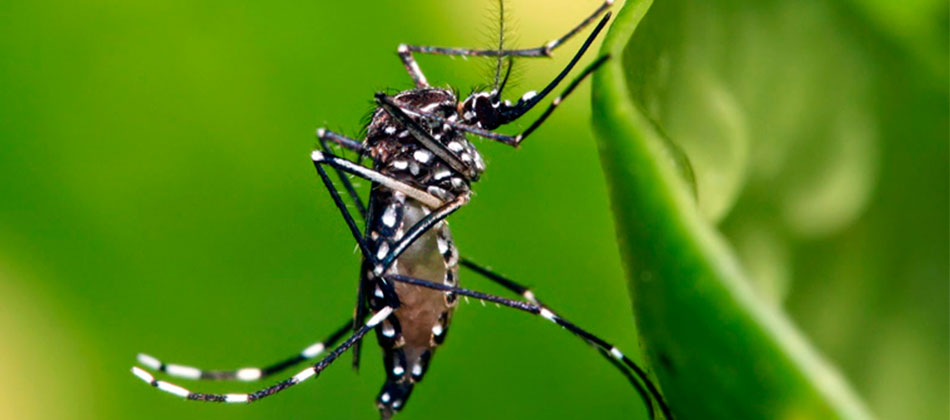 Conocer para prevenir: virus Zika